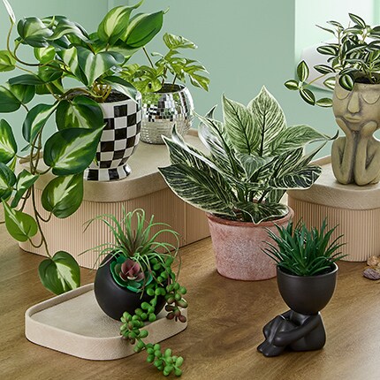 Spring Potted Plants