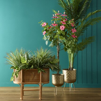 Trees & Floor Plants