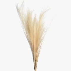 Pampas