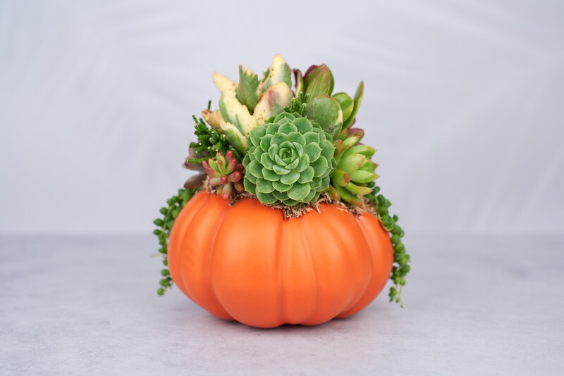 succulent pumpkin