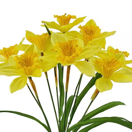 Daffodil