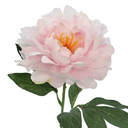 Peony