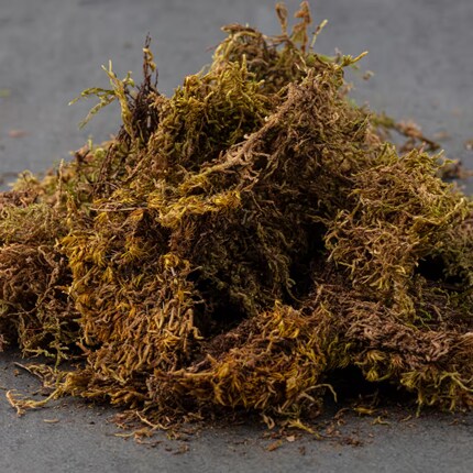 A pile of moss on a grey surface