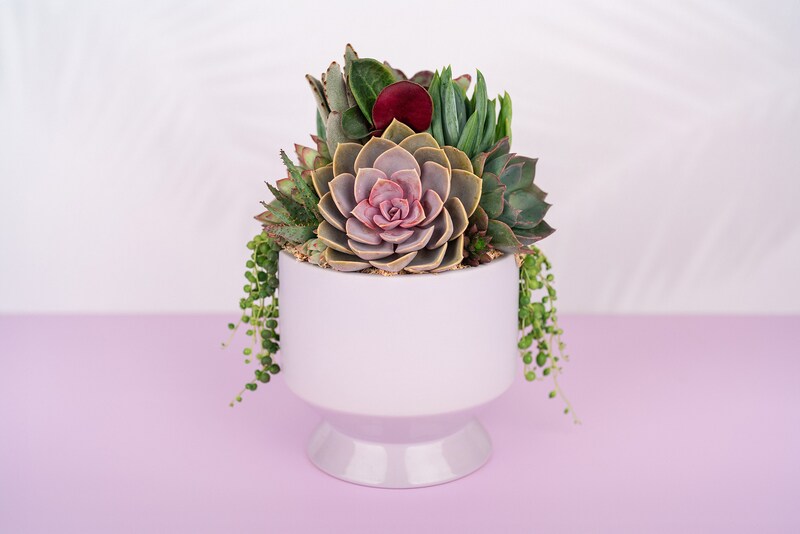 succulent arrangement