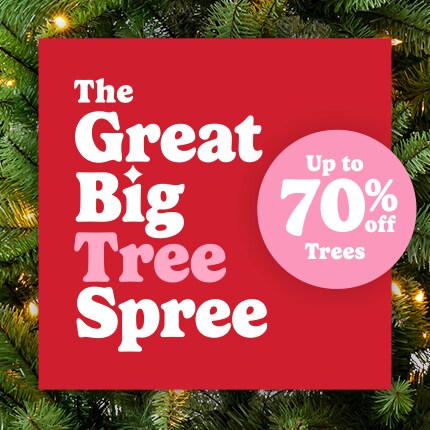 four lit Christmas trees in front of green wall