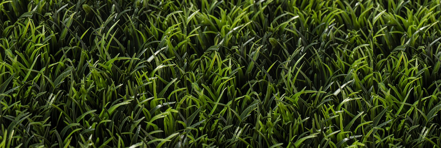 grass