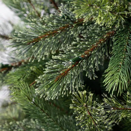 A close up of a spruce tree
