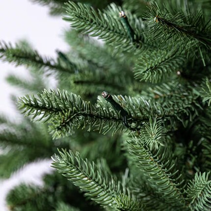 A close up of a fir tree
