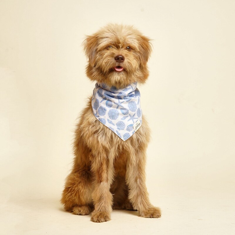 dog with seashell bandana