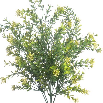 Boxwood