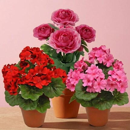 Three potted flowering plants arranged on a surface against a pink background. 