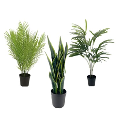 Greenery Plants