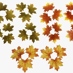 Fall Leaves