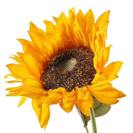 Yellow Sunflower