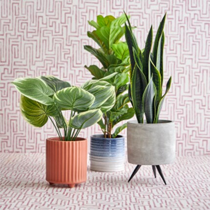 three house plants