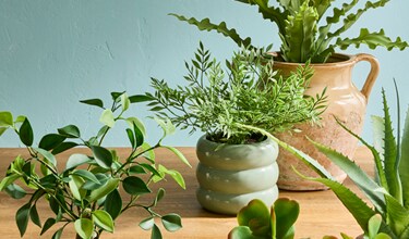 Greenery Plants