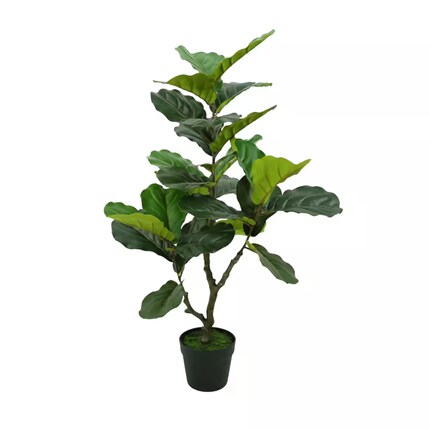 Potted fiddle leaf fig plant with large, broad green leaves and a slender brown trunk.