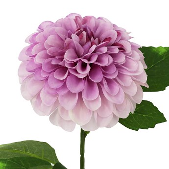 Purple Dahlia