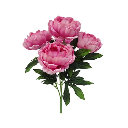pink peony bush
