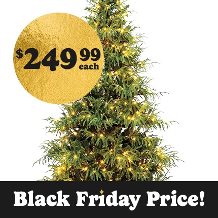 A Christmas Tree with lights