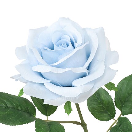 Blue Rose