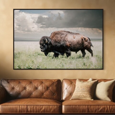 picture of a buffalo