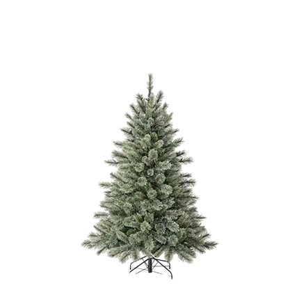 medium spruce tree