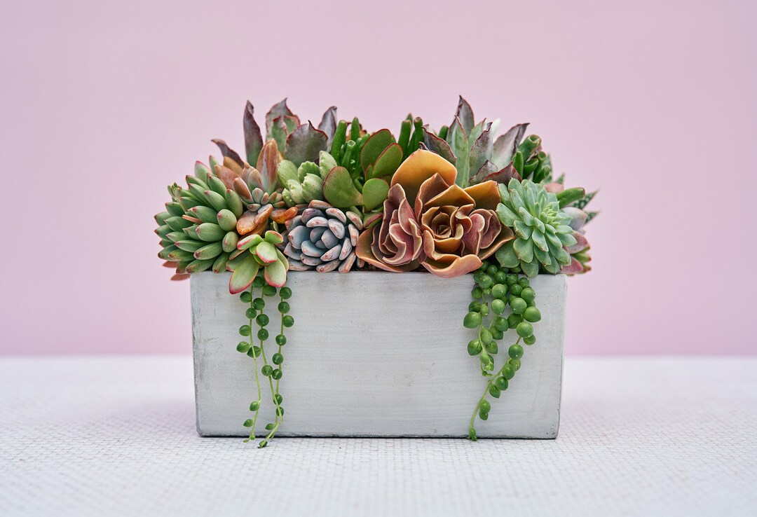 happy plant 