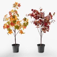Fall Trees