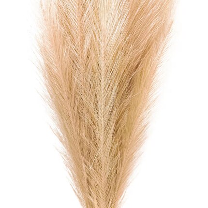 Aclose of pampas Grass