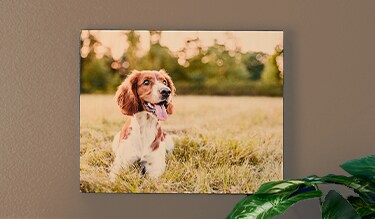 A wood photo print of a dog