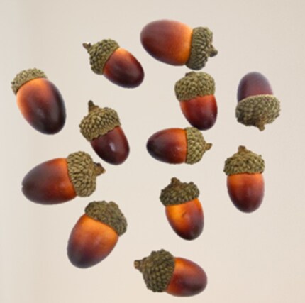 A group of acorns floating in the air