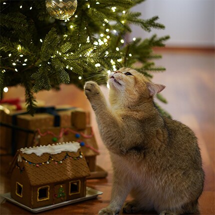 Cat next to Christmas tree