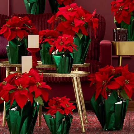 A group of red potted Poinsiettias in green wrapping