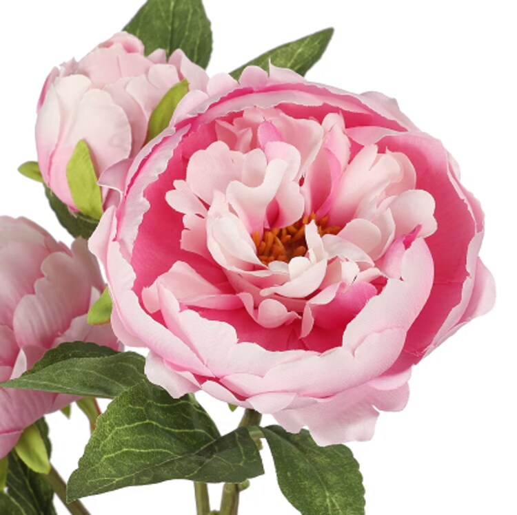 Piyna Flowers Peony