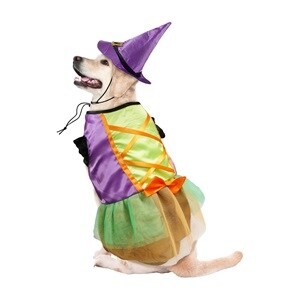Dog with witch costume