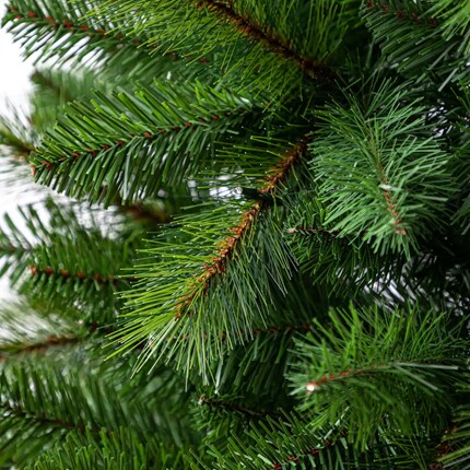 A close up of a pine tree