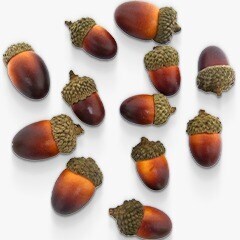 Acorn