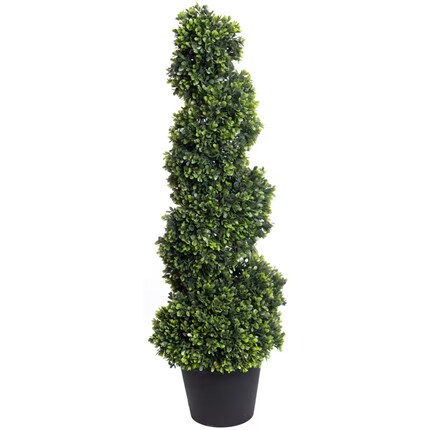  Tall spiral-shaped topiary plant with dense, green foliage in a black pot. 
