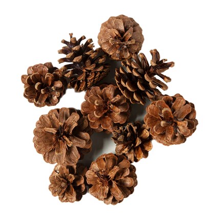 Pinecones