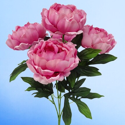 pink peony bush with blue background