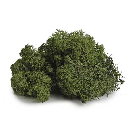 A clump of green moss isolated on a white background.
